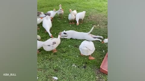 When Your Dog Forgets How to Be Dogs😂Funniest Dog Ever!