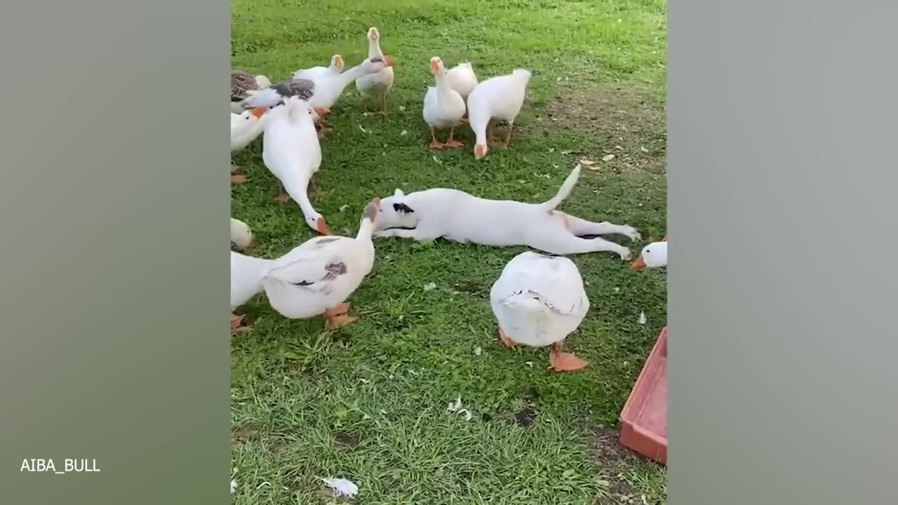 When Your Dog Forgets How to Be Dogs😂Funniest Dog Ever!