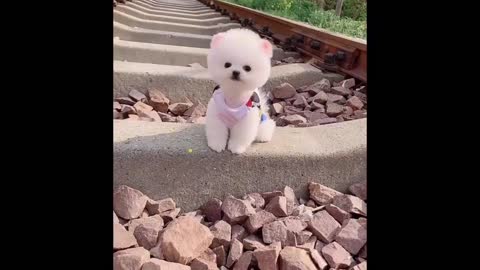 Animal's funniest video 😄😁😂....