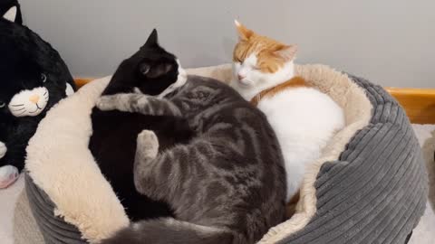 Cats Love To Snuggle & Sleep Cuteness Overload!