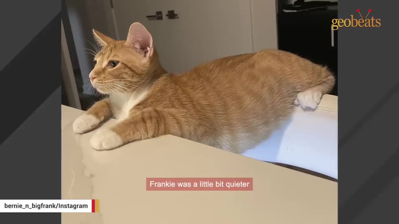 Woman bring a cat at home and discovers that she talks to walls