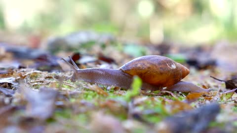 Snails in nature are very beautiful