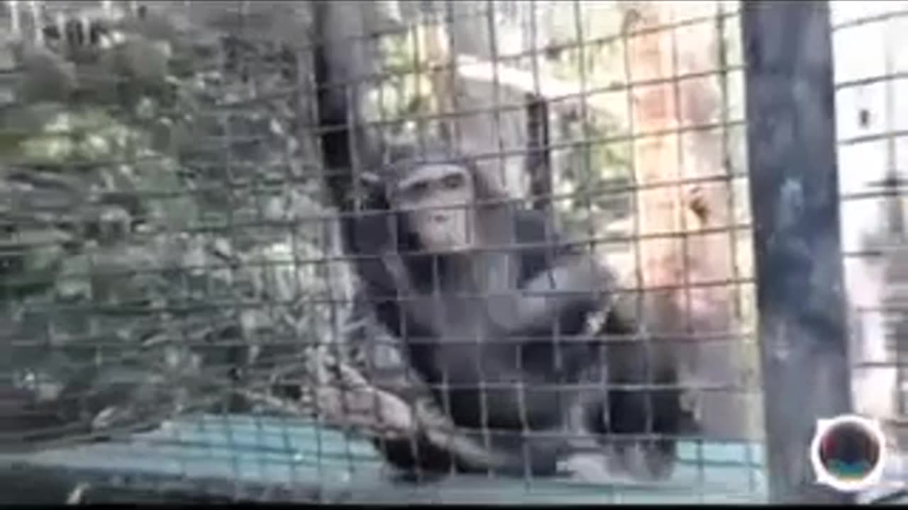 L'esperimento del Dr. Stephenson