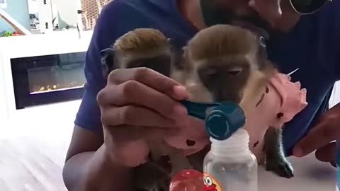 No animals were harmed. Its just baby formula