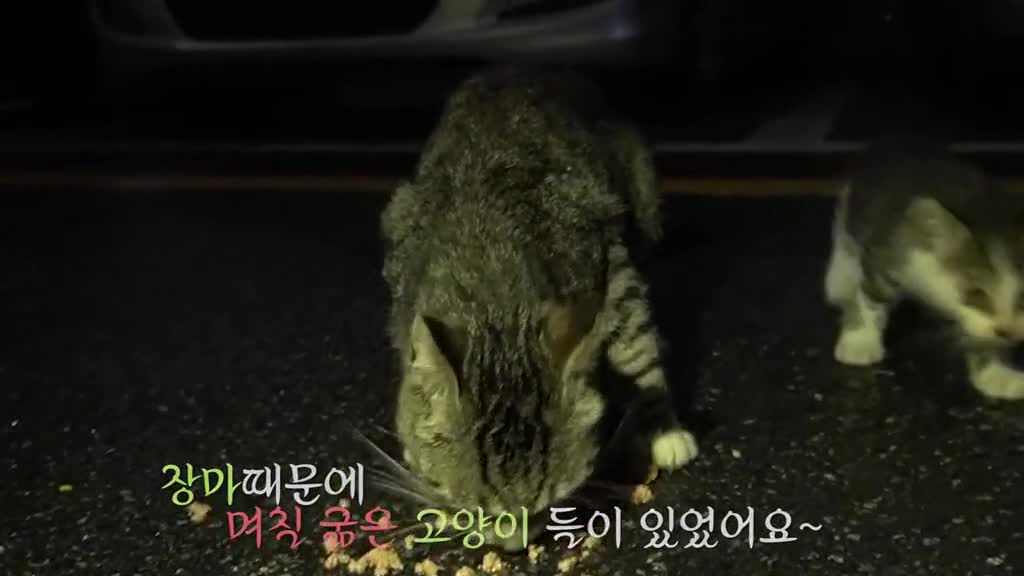 Call the owner to bring the lost pet home.