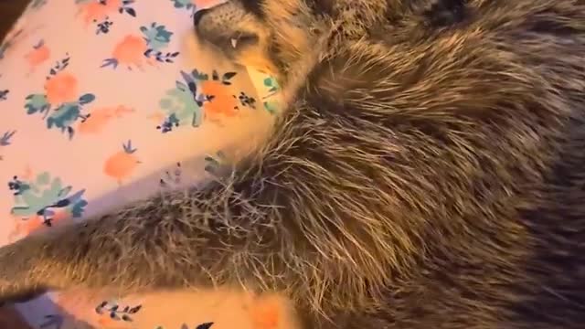 Sleepy Raccoon Demands Pets