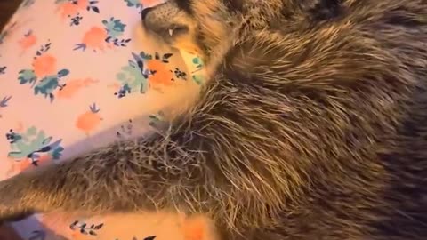 Sleepy Raccoon Demands Pets
