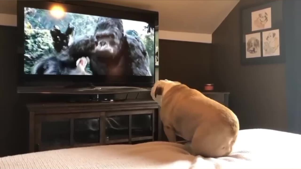 Bulldog_Has_Incredible_Reaction_To_Actress_In_Trouble(720p)