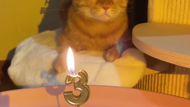 3th!! Happy birthday To my kitty#foryou #Aminal #funnyanimals #cat #birthday #celerbrate