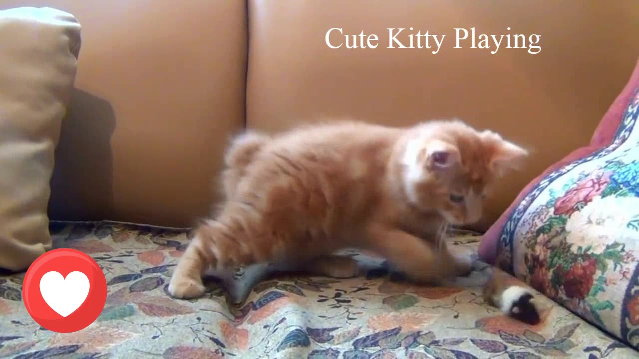 Cute Kitty Playing