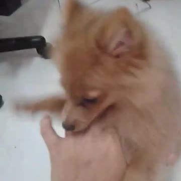 Pomeranian don't want me to leave