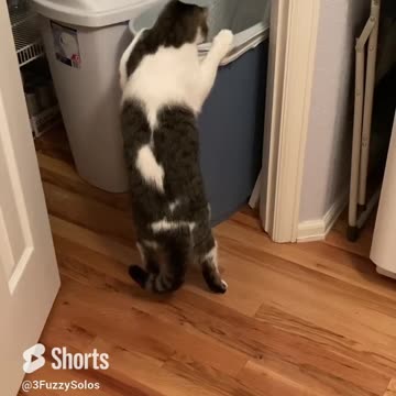 Cat dumpster diving. I promise, he’s well fed 😹 #CatFunny #DumpsterDiving