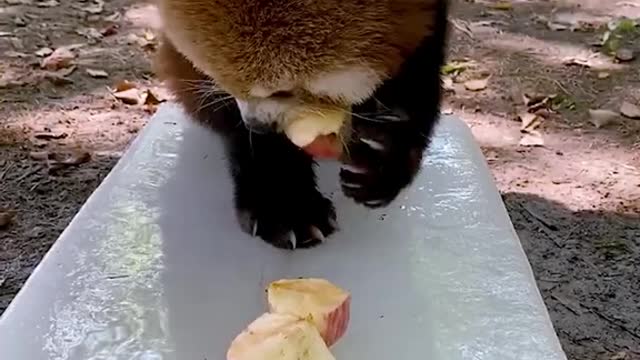 An apple on ice is really nice