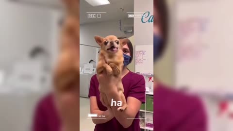 the funny pet