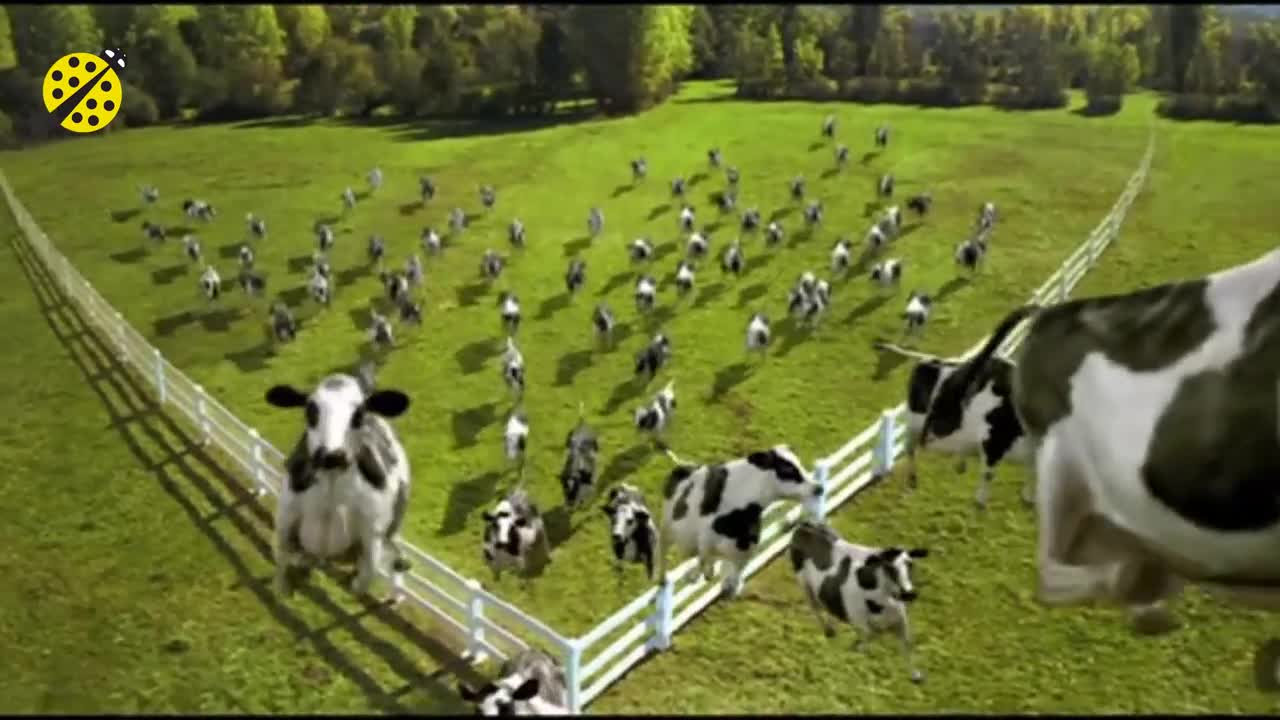 FUNNY COW DANCE 4 │ Cow Song & Cow Videos