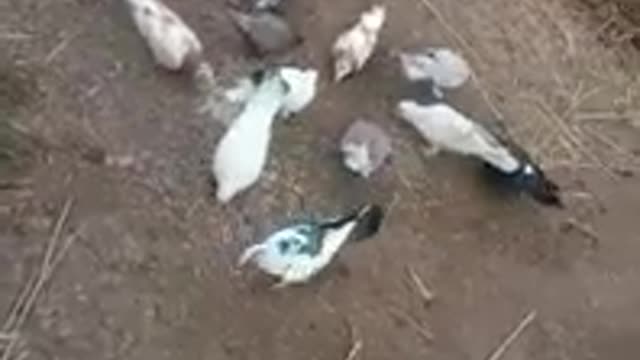 pigeons playing