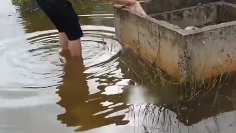 Dog washed away by the flood water