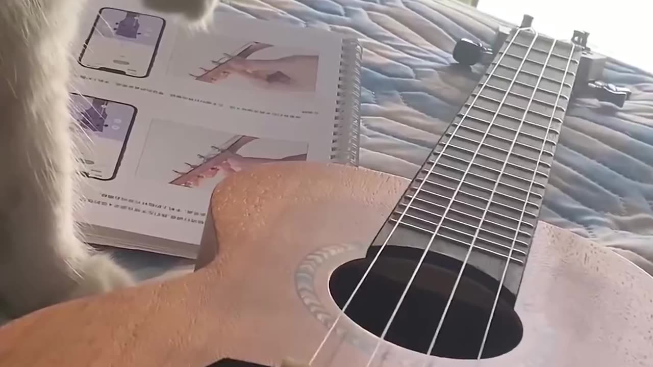 The cat is playing my guitar🙀