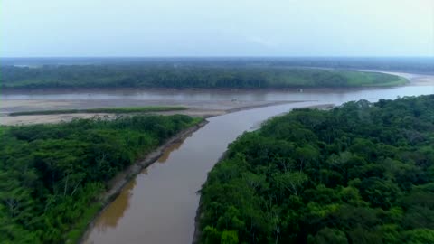 Tracking pink river dolphins may answer questions