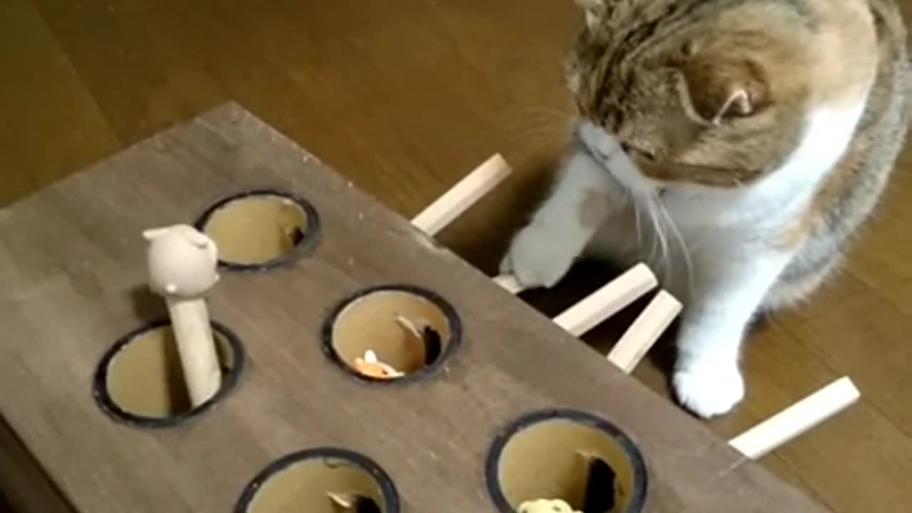 Cute cat it's play