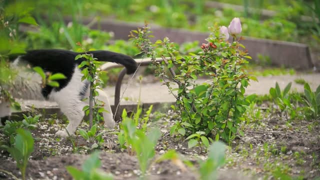 The cat runs away from the stream of water, in the garden the summer day, slow-motion