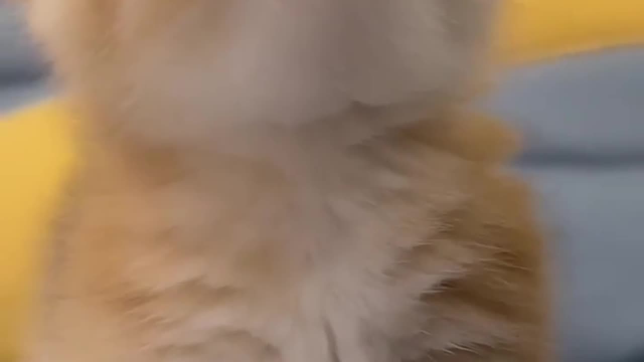 Cute and beautiful cat videos