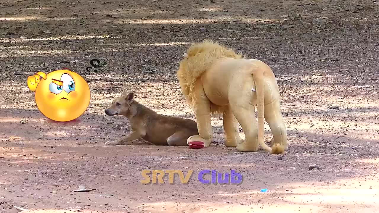 Best Prank Collection Top 15 - Fake Lion Prank Real Dog Super Funny - Try Not To Laugh Challenge