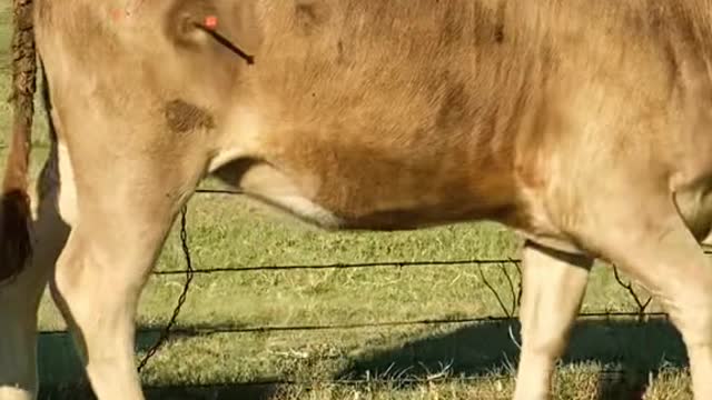 Trying to dart a calf with a bad eye