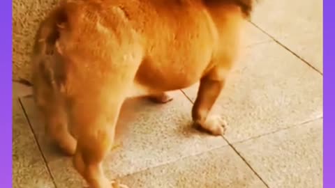 Dog funny video