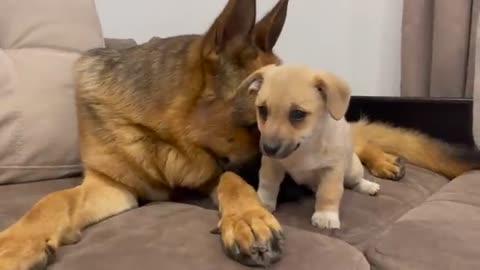 German Shepherd Confused by new Puppy