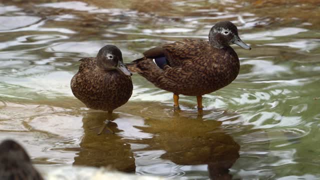 CatTV: Take Your Cat to Safari Park DUCKS