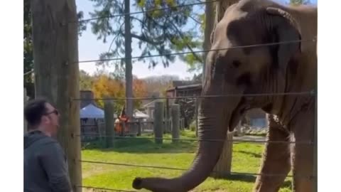 Cute elephant with drums!