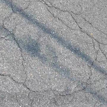 Groundhog/woodchuck, which one?