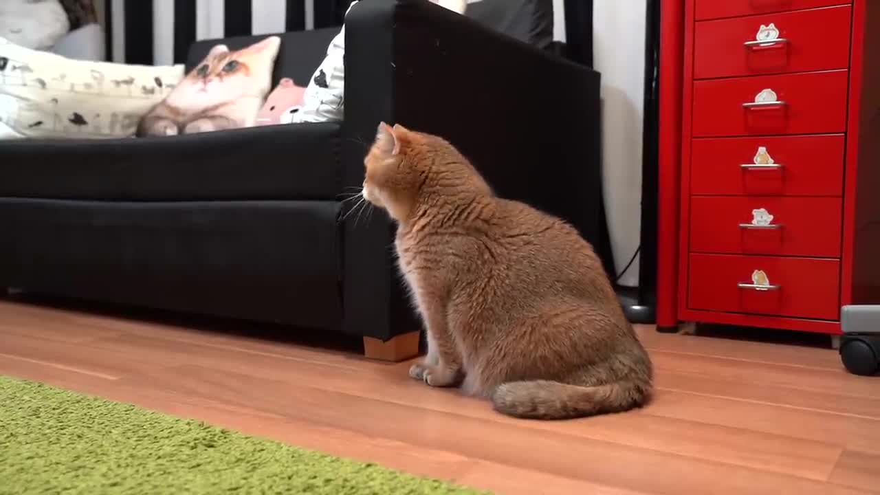 Hosico met a robot vacuum cleaner