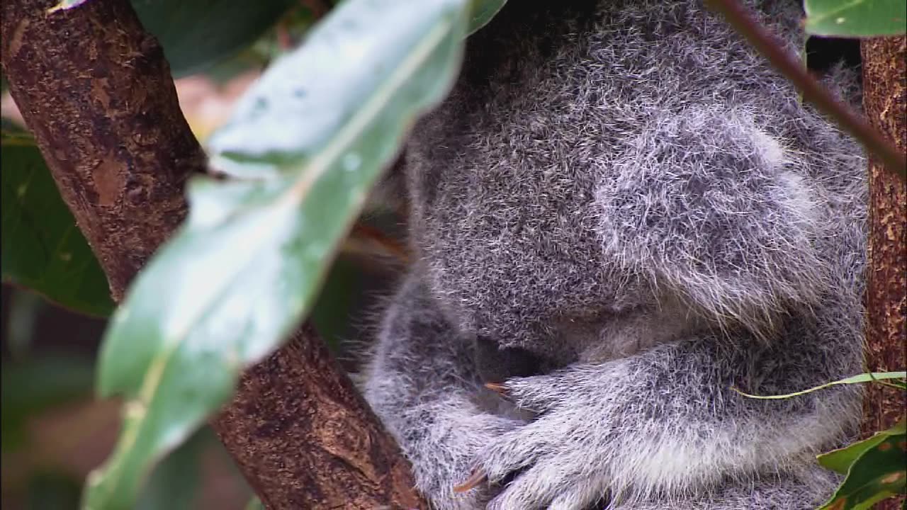 Microsoft wildlife testing video