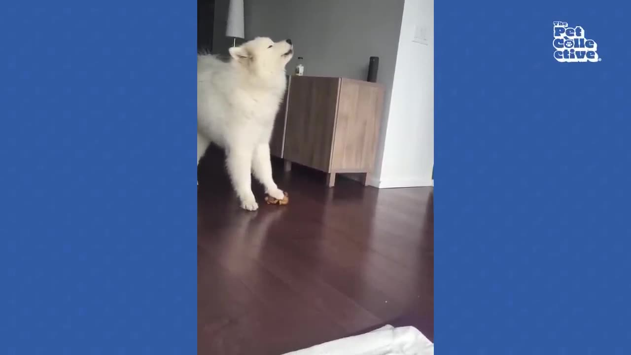 HILARIOUS Husky Sings Along 😍 🎶BEST Talented Pets #51