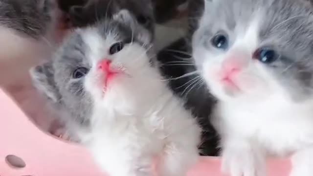 OMG So Cute Cats ♥ Best Funny Cat ❤️🐈Videos 2021 #shorts