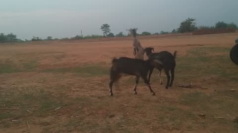 Goat fight