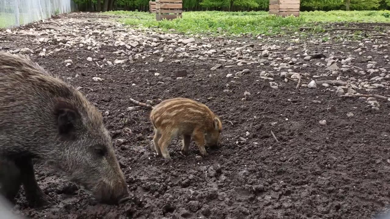 Animals funny complition 2024