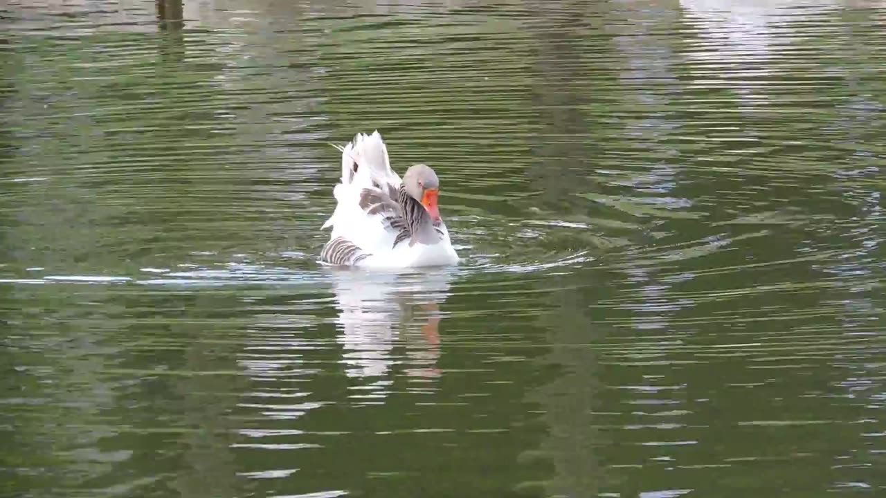 Viagens e paisagens brasileiras - Águas de Lindóia.