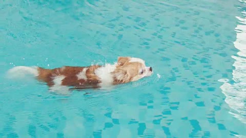 Funny dog enjoying the swimming pool