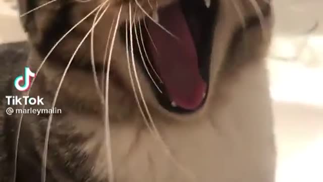 Amazing song edited on cat