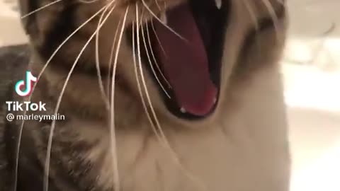 Amazing song edited on cat