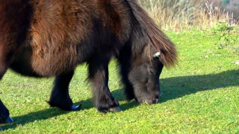 8 MINUTES of CURIOUS SHETLAND PONIES | BEST Relax Music, Meditation, Stress Relief, Calm | TVM