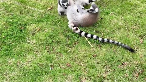 Ring-tailed lemurs at play