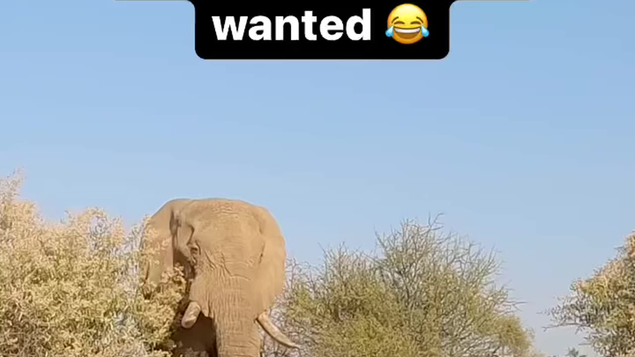 Quantas patas tem esse elefante / How many legs does this elephant have?
