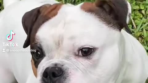 silver when the first pet the second generation
