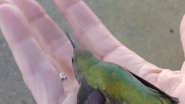 Teacher Releases Hummingbird