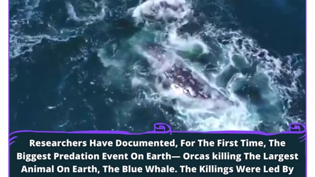 Orcas Conquer Giants: Earth's Biggest Predation Event