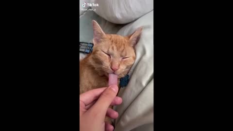 Now you know how long a cat's tongue is